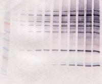 NBT Blot-s_1.jpg